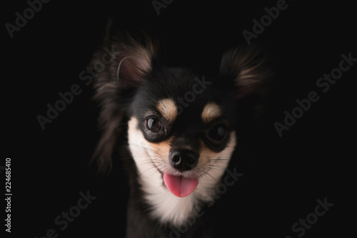 black hair chihuahua dog studio portrait on black background © whyframeshot