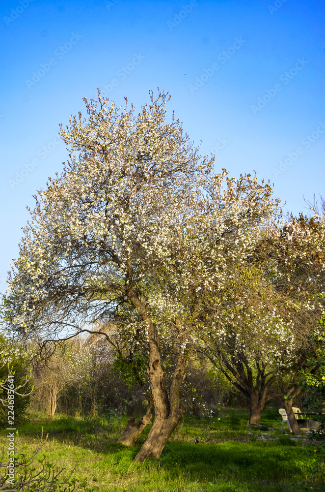 tree in spring tree in spring