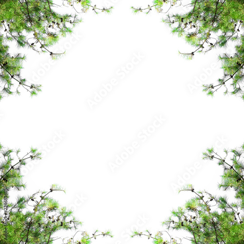 Pine tree frame with blank space. Christmas border with fir branches isolated on white background.