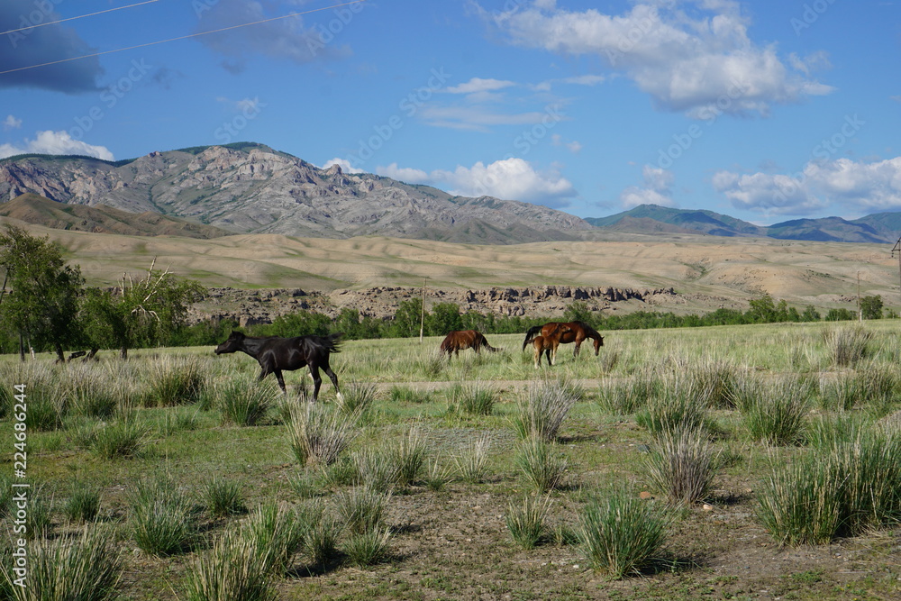 Russia. Tyva Republic. Neighborhoods of the city of Kyzyl. Here comes the Yenisei.