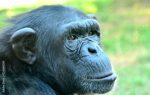 Chimpanzee