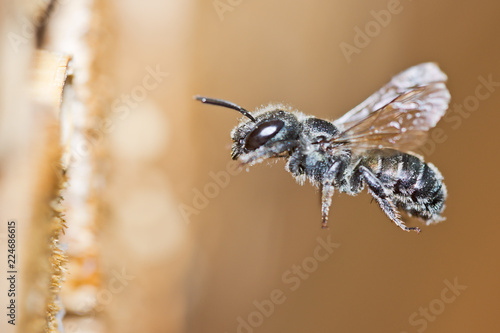 Blue Mason Bee (Osmia caerulescens) in flight approaches its cavity nest in an insect hotel.