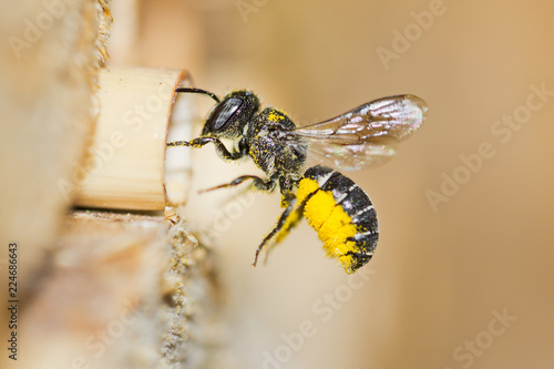 Solitary resin bee (Heriades crenulatus) approaches an insect hotel to bring yellow pollen of aster flowers to its nest in a hollow reed stalk. Female bee in flight with blurred background.