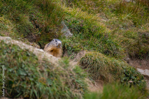 marmot watching out of his burrow © schame87