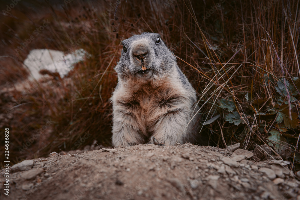 Fototapeta premium portrait of marmot in the swiss alps