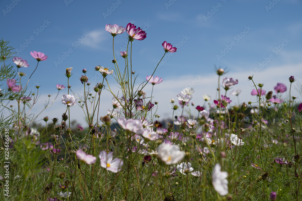 Cosmos in field Cosmos in field