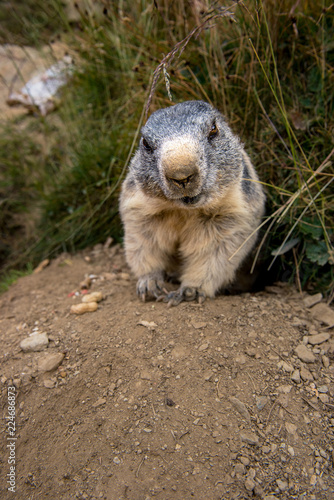 portrait of marmot in the swiss alps © schame87