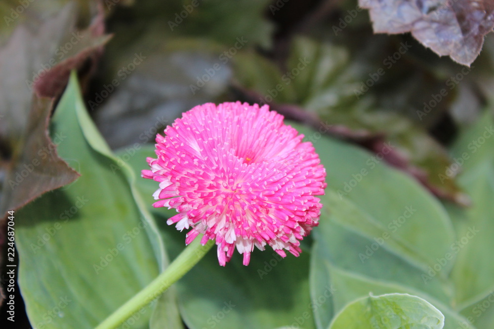Fototapeta premium pink flower in the garden