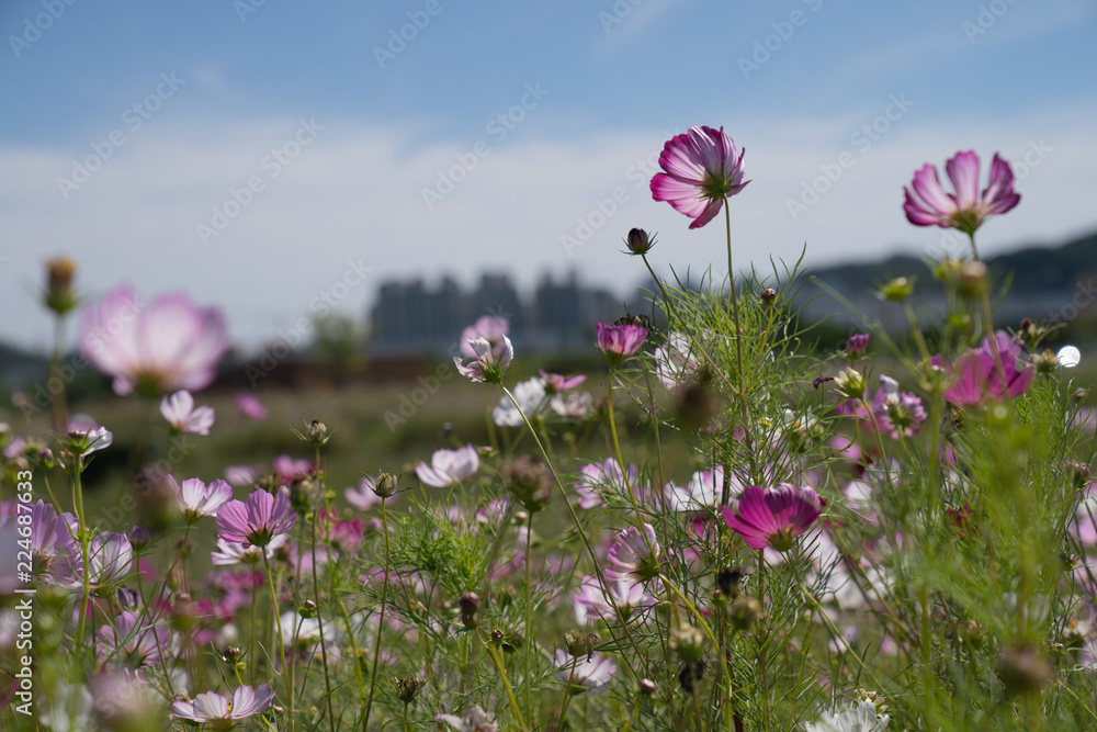 Cosmos in field