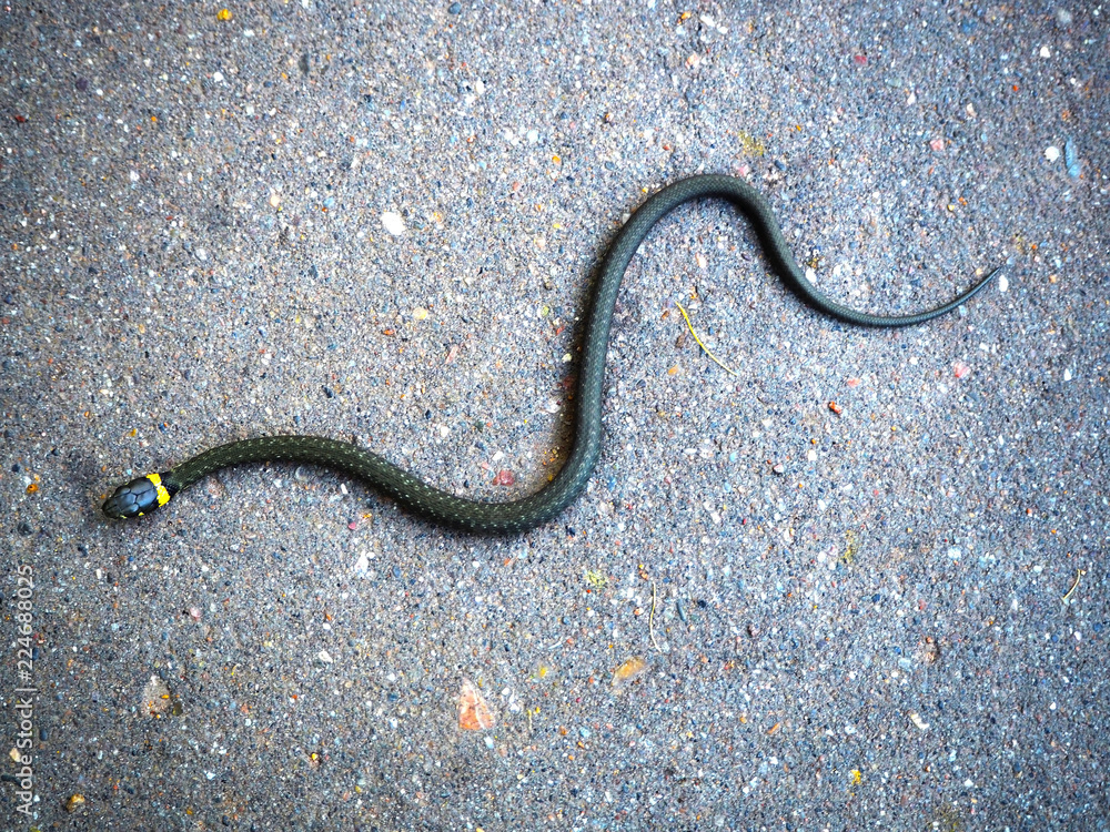 snake lying on the ground