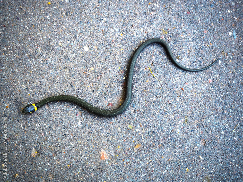 snake lying on the ground snake lying on the ground