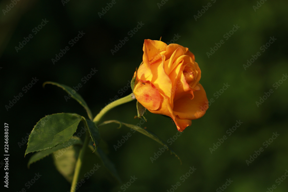 Yellow roses Yellow roses