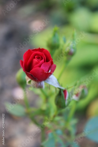 red rose in garden