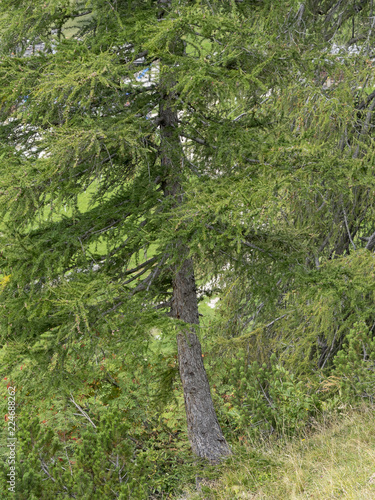 Mélèzes d'Europe (Larix decidua) des conifères sur les pentes raides et à-pic des falaises dans les Alpes photo