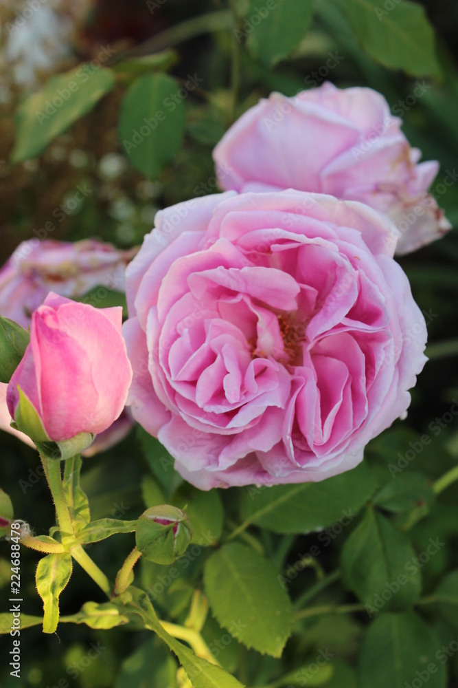 pink rose pink rose