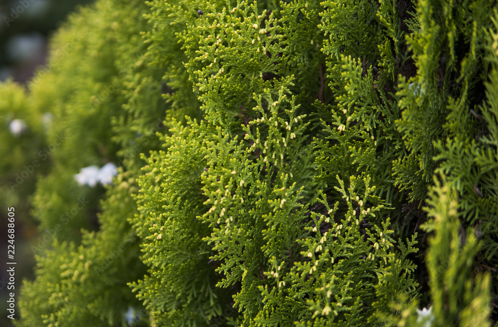 Fototapeta premium Green hedge of thuja trees. Green hedge of the tui tree. Nature, background.