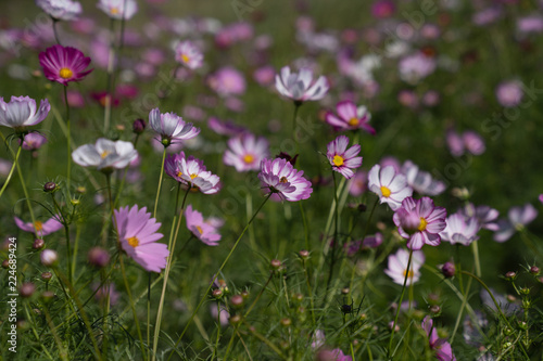 Cosmos in field