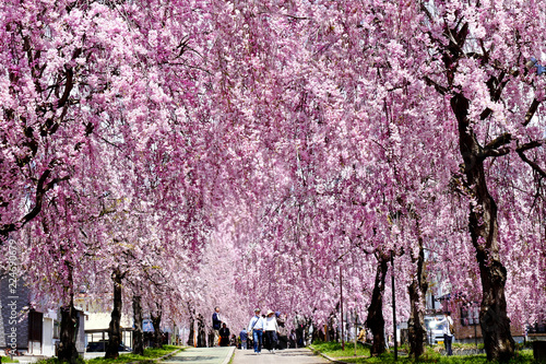 Fukushima, Japan - April 28, 2017 
People walking through blooming pink weeping Fototapeta