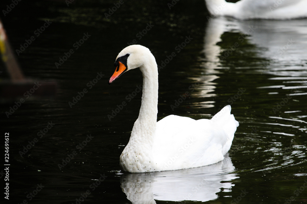 A beautiful swan floats along the river A beautiful swan floats along the river