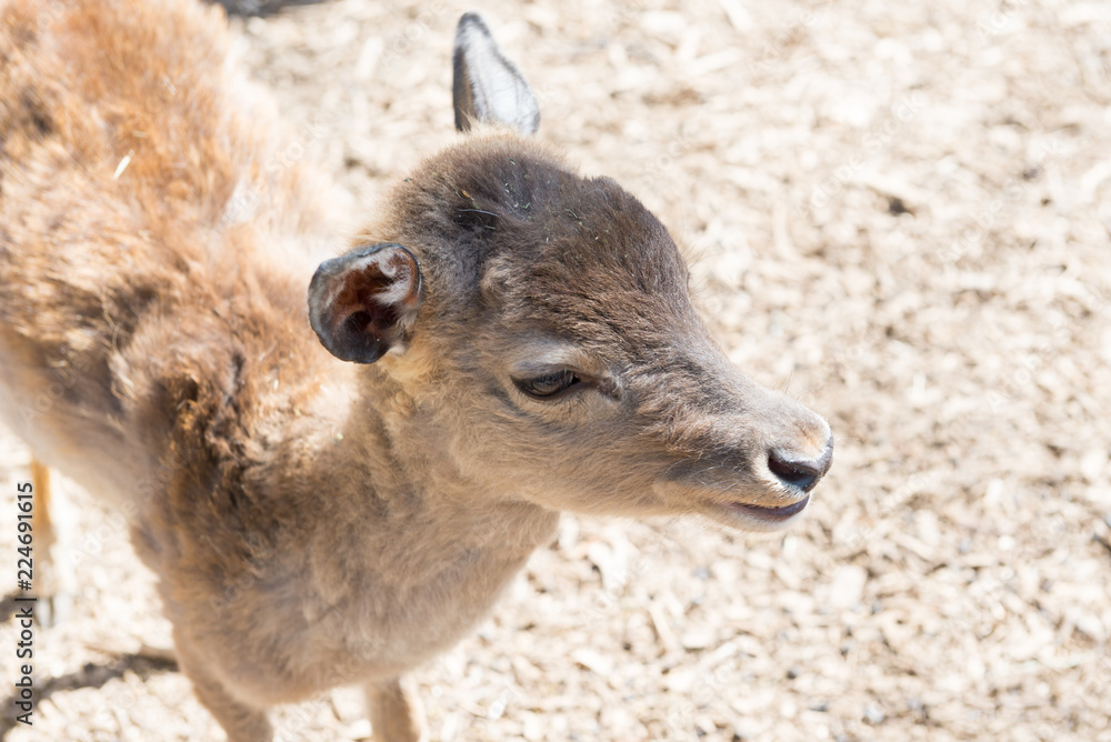Little deer close-up at the zoo. Life in captivity. Little deer close-up at the zoo. Life in captivity.