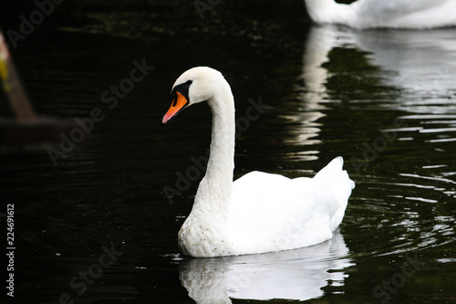 A beautiful swan floats along the river