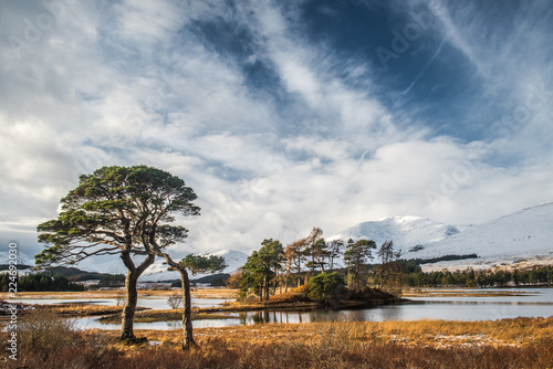 Scots Pine Trees at Loch Tulla photo