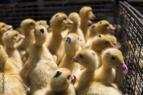 Yellow duck in a box from metal net for sale on a fair. Incubator ducklings for sale. Agriculture. Farming.