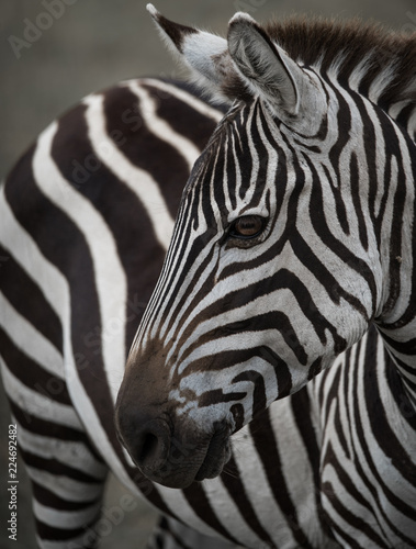 Zebra Portrait © Tom