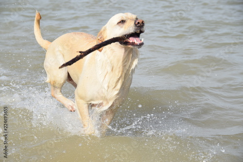Durchs Wasser rennender Labrador-Hund mit Stock im Maul