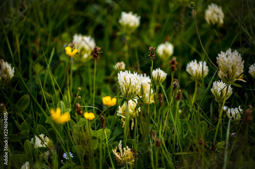 White clover flowers blossomed in the summer.