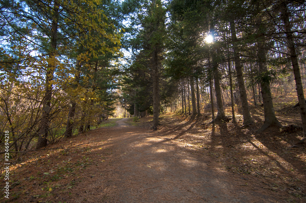 Fototapeta premium road in an autumn forest with pine trees