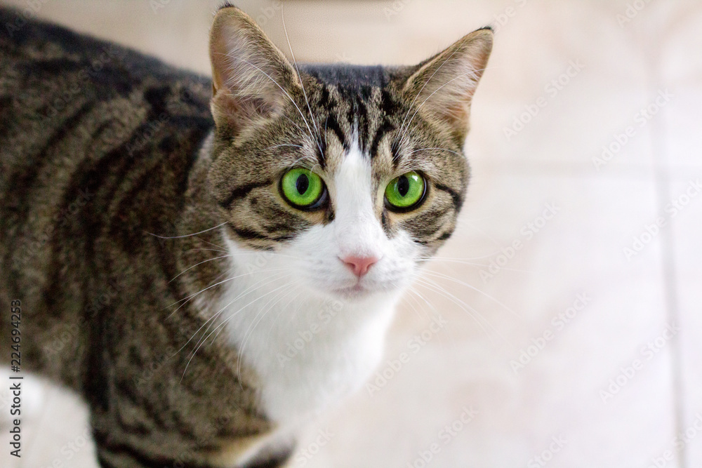 Pet cat with green eyes watches cautiously and intently