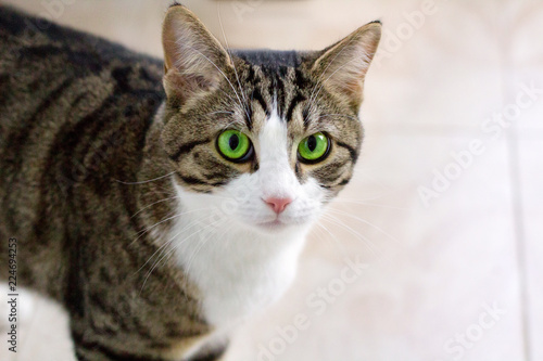 Pet cat with green eyes watches cautiously and intently