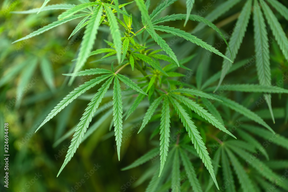 The leaves of marijuana delight the eye with greenery in the summer. The leaves of marijuana delight the eye with greenery in the summer.