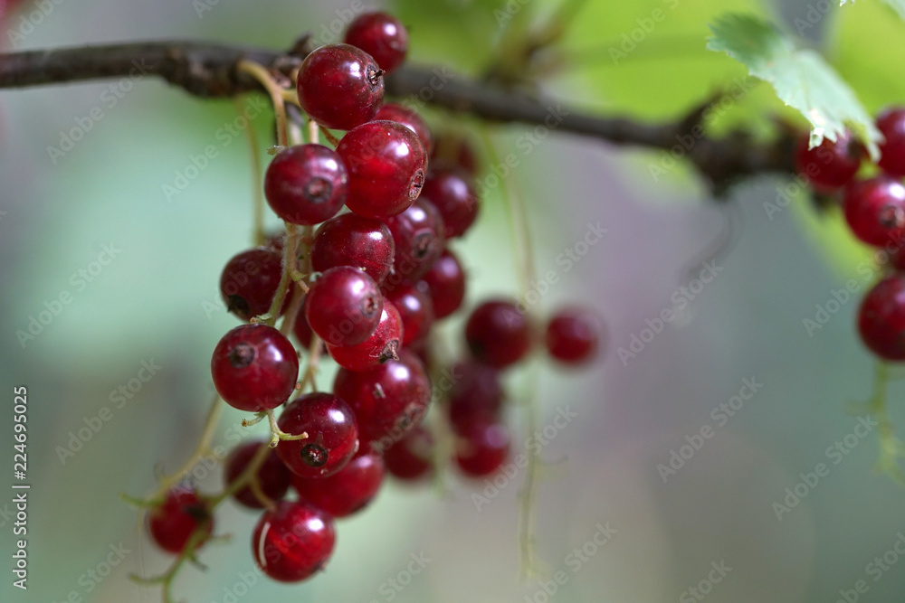Red currant berries are ripe in the summer.