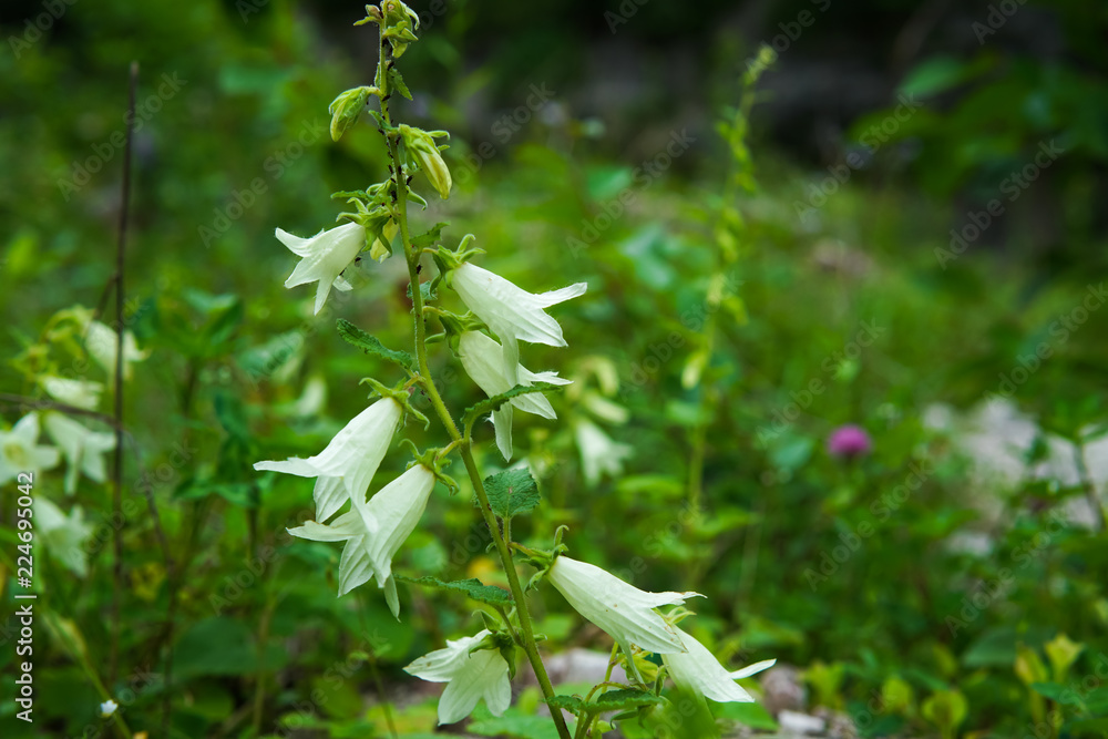 Naklejka premium The flowers of the dolomite bell blossomed in the spring.