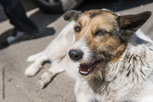 Homeless brown white and black dog lying on the road near car.