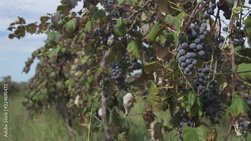 Wine Vineyard Beamsville Ontario Niagara Wine Region photo