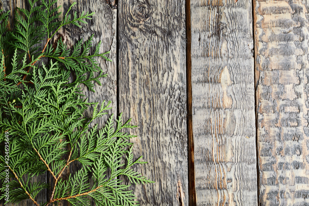 Fototapeta premium rough wooden board background with spruce branches