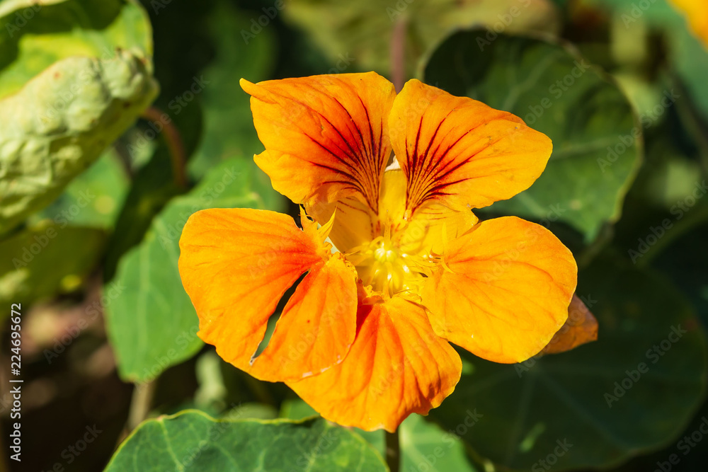 red and orange nasturtium flower enjoying the sunrise red and orange nasturtium flower enjoying the sunrise