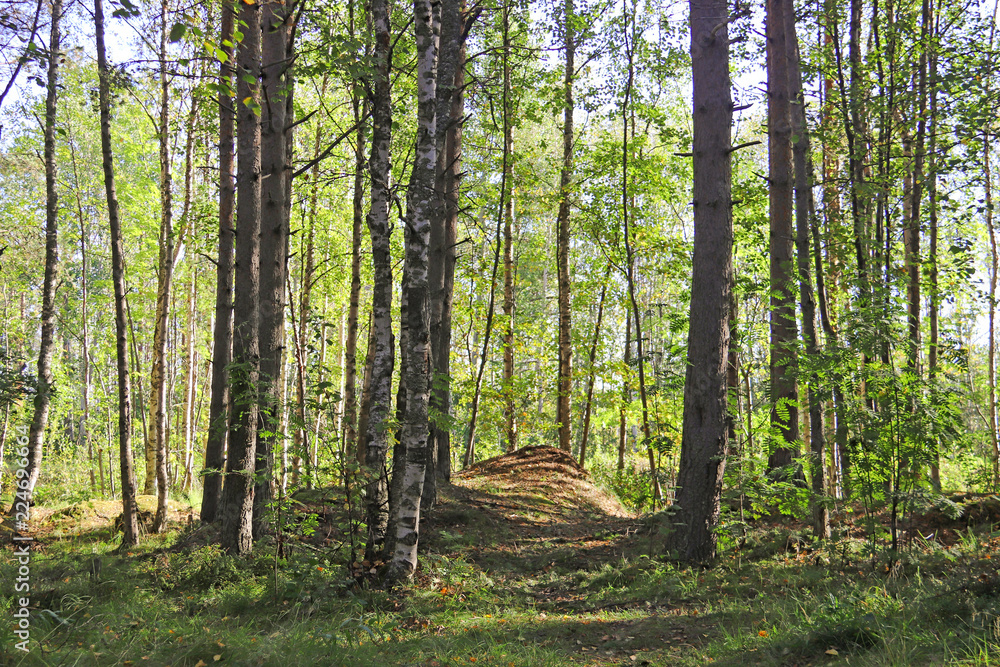 Obraz premium Yagry in Severodvinsk. Unique pine forest. white sea coast