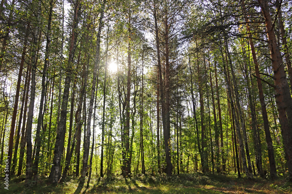 Naklejka premium Yagry in Severodvinsk. Unique pine forest. white sea coast