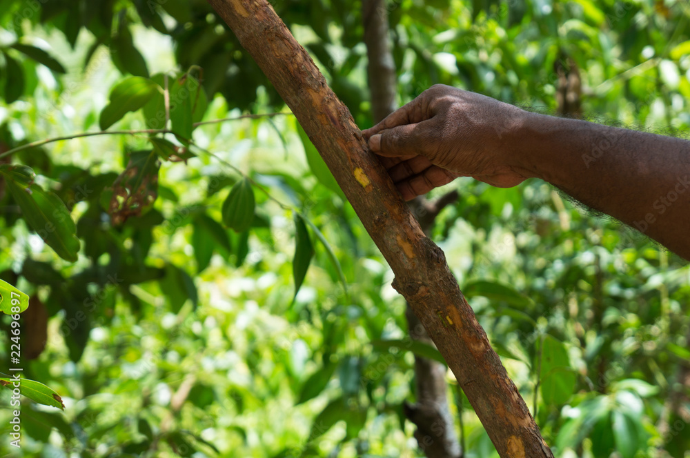 Farmer showing a branch of a cinnamon tree in Mirissa, Sri Lanka