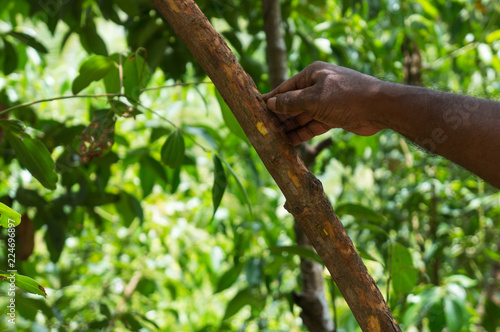 Farmer showing a branch of a cinnamon tree in Mirissa, Sri Lanka
