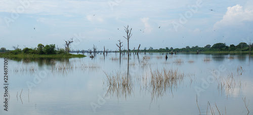 Udawalawe Reservoir with it's pictouresque sunken tree branches and dramatic clouds