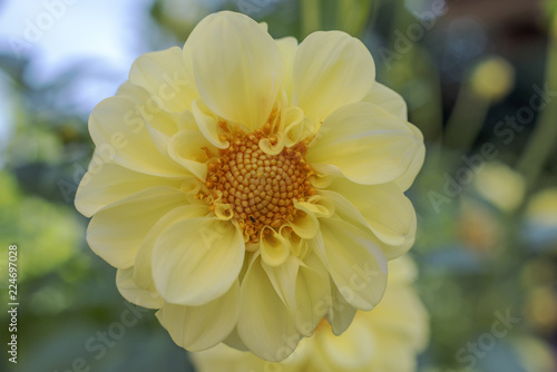 Fototapeta Naklejka Na Ścianę i Meble -  Dahlia