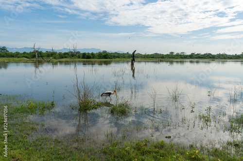 An adult painted stork stands in the shallow water of a lake in Udawalawe National Park