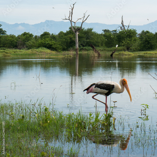 An adult painted stork stands in the shallow water of a lake in Udawalawe National Park