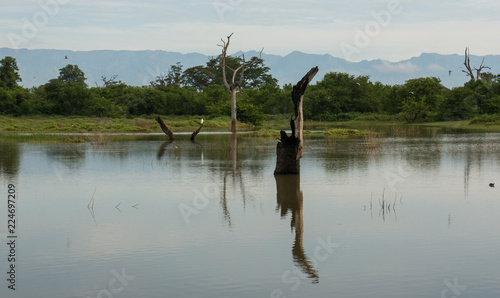Sunken tree branches in the middle of the Water Reservoir in Udawalawe National Park