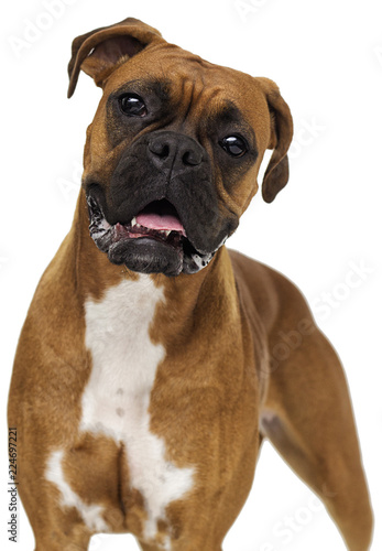 dog boxer breeds on white background © Happy monkey